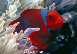 Shot with Nikon RS, 50mm macro on Fuji Velvia. Single  SB... by Cb Merritt 